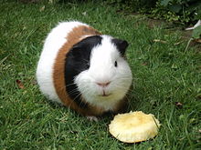 Guinea_Pig_eating_apple